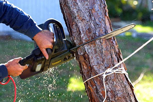 Reliable Ellendale, ND Tree Care Solutions